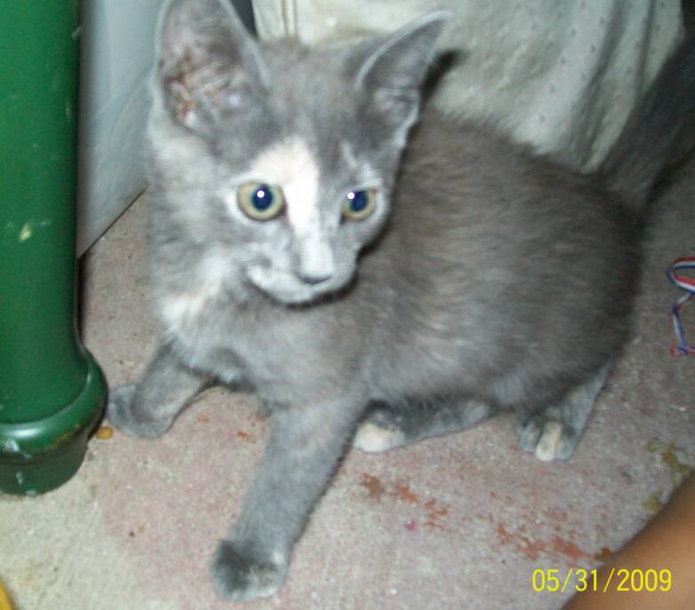 Awww... rescued kitty